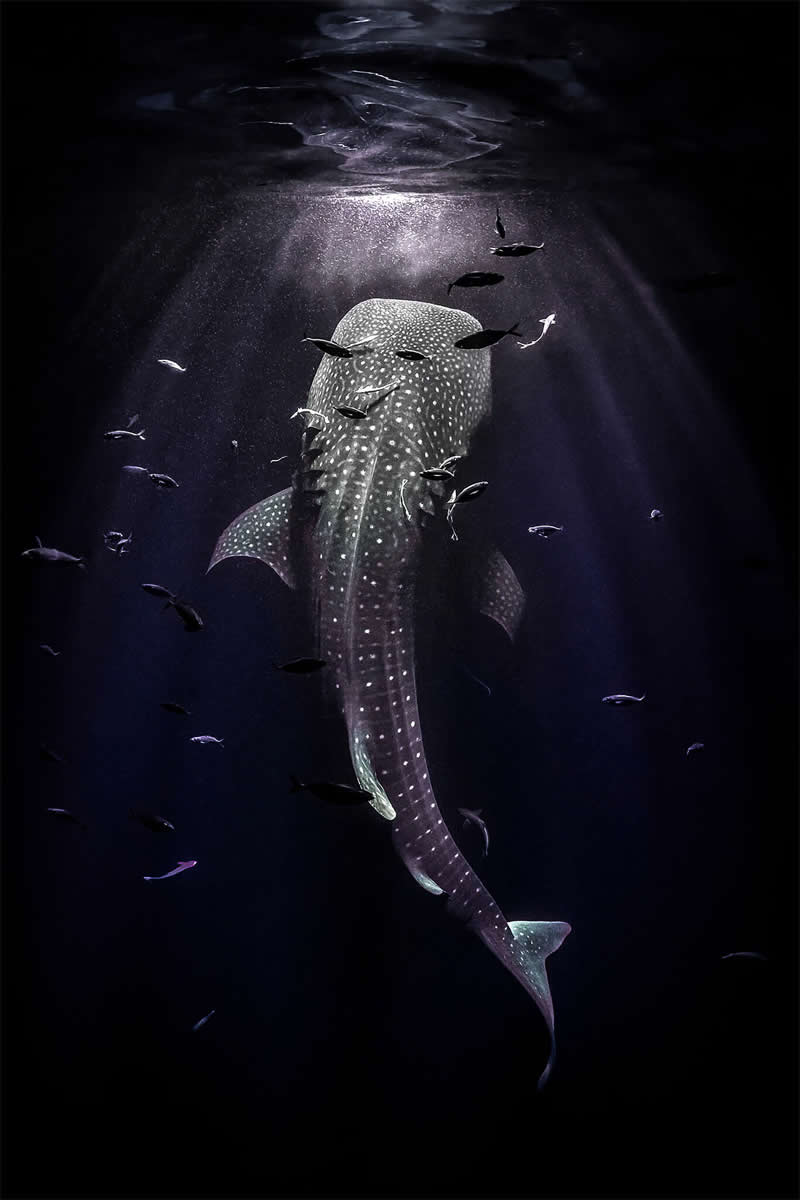 Mesmerizing Ocean Moments by Tobias Friedrich