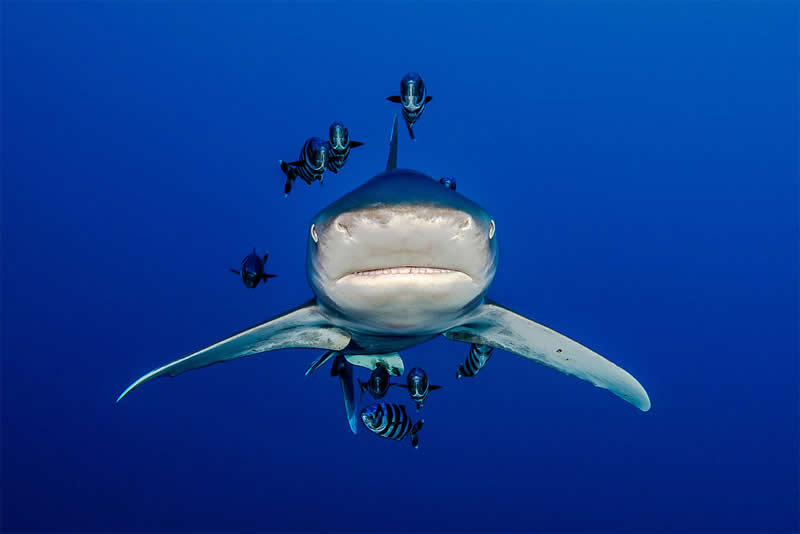 Mesmerizing Ocean Moments by Tobias Friedrich