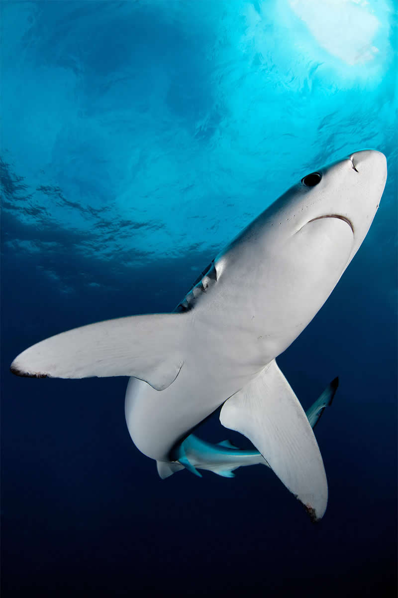 Mesmerizing Ocean Moments by Tobias Friedrich