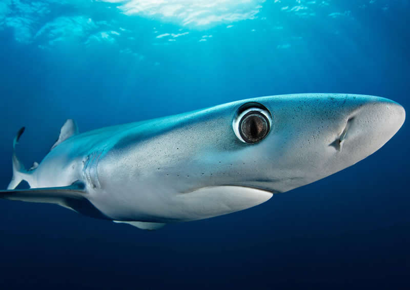 Mesmerizing Ocean Moments by Tobias Friedrich