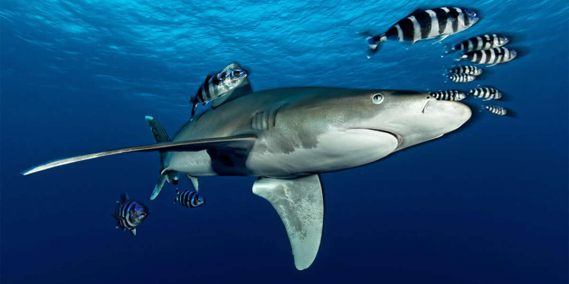 Mesmerizing Ocean Moments by Tobias Friedrich