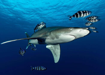 Mesmerizing Ocean Moments by Tobias Friedrich