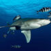 Beneath the Surface: 20 Mesmerizing Ocean Moments by Tobias Friedrich 63 Mesmerizing Ocean Moments by Tobias Friedrich