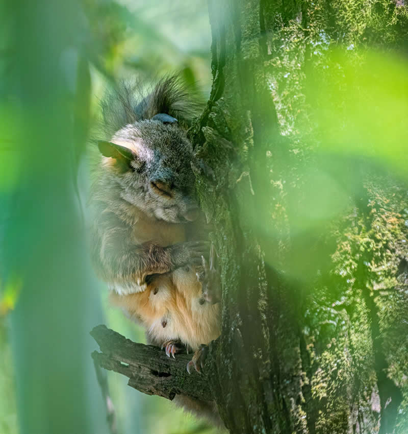 Wildlife in the Garden: 18 Award-Winning Photos from the Garden Photographer of the Year 22 2nd Place Winner: "Taking a Nap" by Qiang Zhang - Garden Photographer of the Year Wildlife Winners