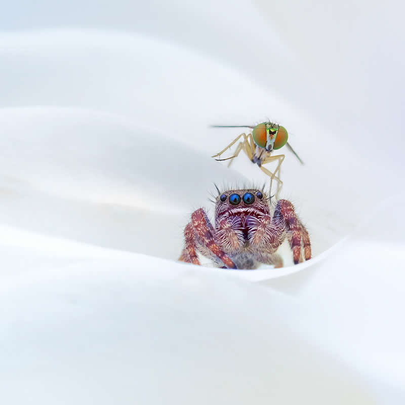 Wildlife in the Garden: 18 Award-Winning Photos from the Garden Photographer of the Year 23 3rd Place Winner: "The Spider and the Fly" by David Terao - Garden Photographer of the Year Wildlife Winners
