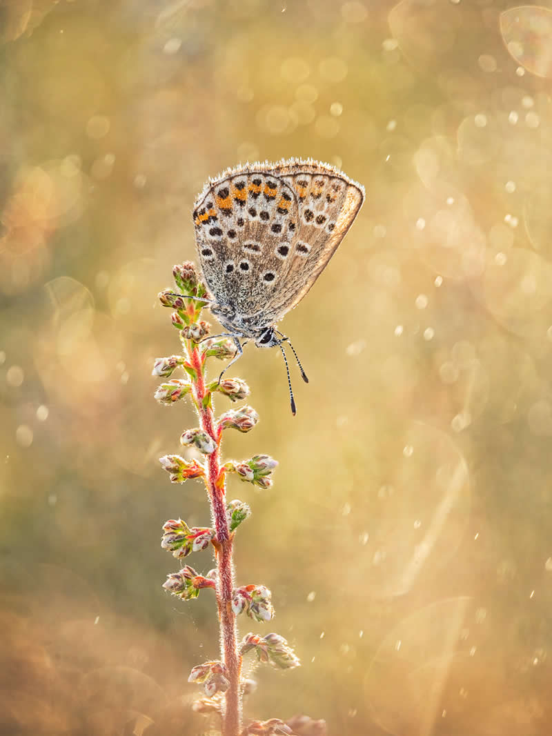 Wildlife in the Garden: 18 Award-Winning Photos from the Garden Photographer of the Year 24 Finalist: "Common Blue on Heather" by Tony North - Garden Photographer of the Year Wildlife Winners