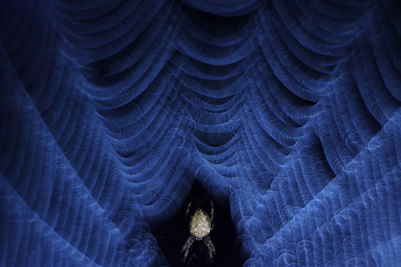 Wildlife in the Garden: 18 Award-Winning Photos from the Garden Photographer of the Year 25 Finalist: "The Ringmaster" by Norbert Kaszás - Garden Photographer of the Year Wildlife Winners