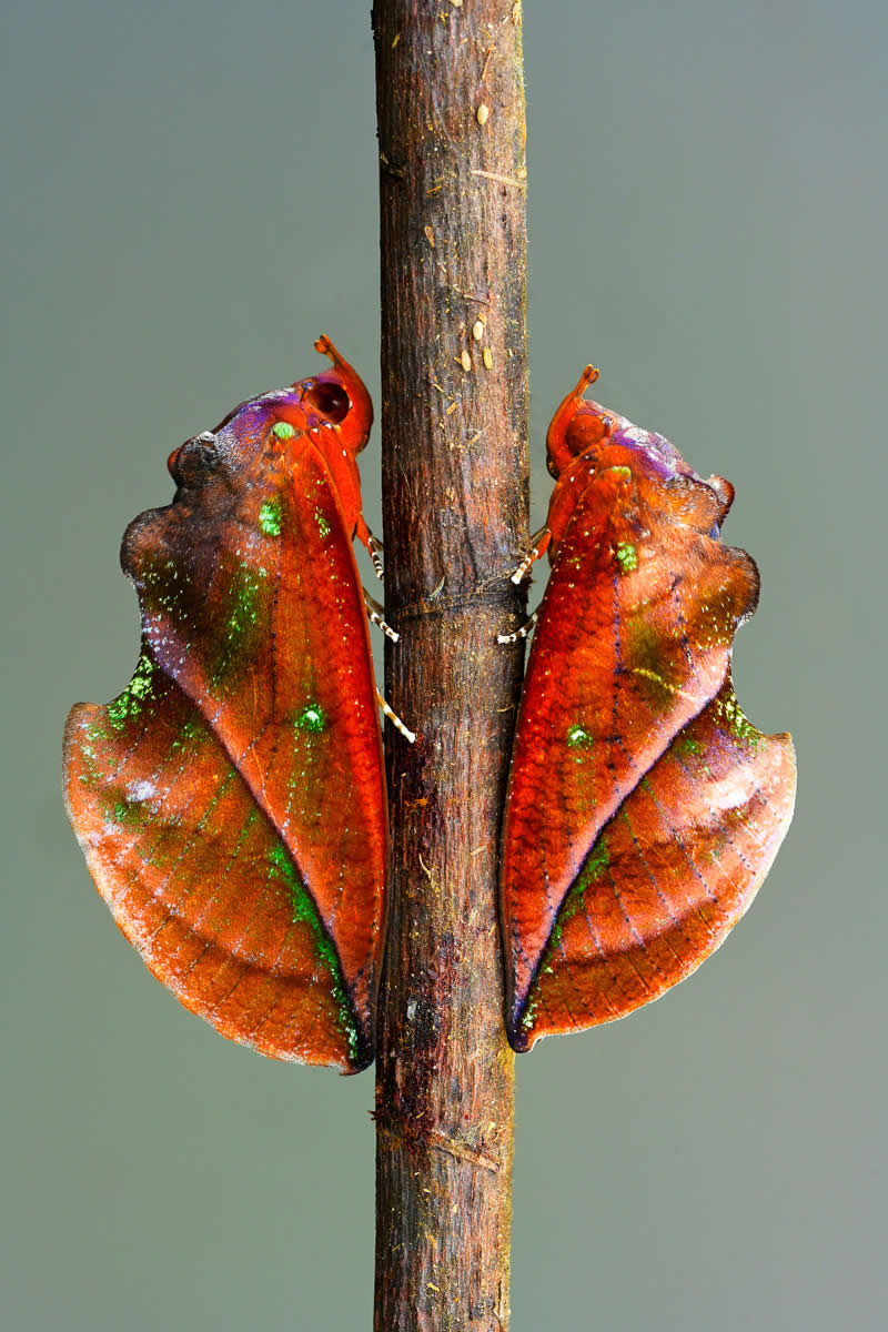 Wildlife in the Garden: 18 Award-Winning Photos from the Garden Photographer of the Year 26 Finalist: "Hidden Moths" by Minghui Yuan - Garden Photographer of the Year Wildlife Winners