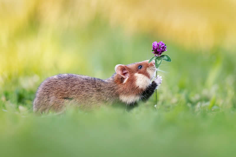 Wildlife in the Garden: 18 Award-Winning Photos from the Garden Photographer of the Year 27 Finalist: "Clover Lover" by Henrik Spranz - Garden Photographer of the Year Wildlife Winners