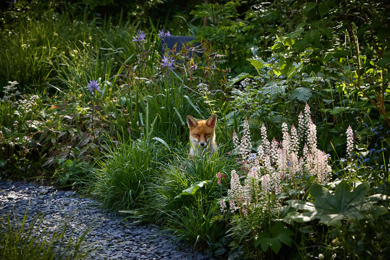 Wildlife in the Garden: 18 Award-Winning Photos from the Garden Photographer of the Year 28 Highly Commended: "Company" by Alister Thorpe - Garden Photographer of the Year Wildlife Winners