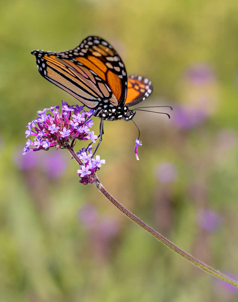 Wildlife in the Garden: 18 Award-Winning Photos from the Garden Photographer of the Year 29 Highly Commended: "Proboscis Jewellery" by Vicki Wert - Garden Photographer of the Year Wildlife Winners