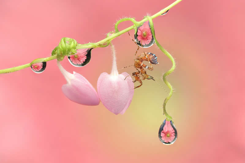 Wildlife in the Garden: 18 Award-Winning Photos from the Garden Photographer of the Year 30 Highly Commended: "A Dancer in Floral Droplets" by Diana Chan - Garden Photographer of the Year Wildlife Winners