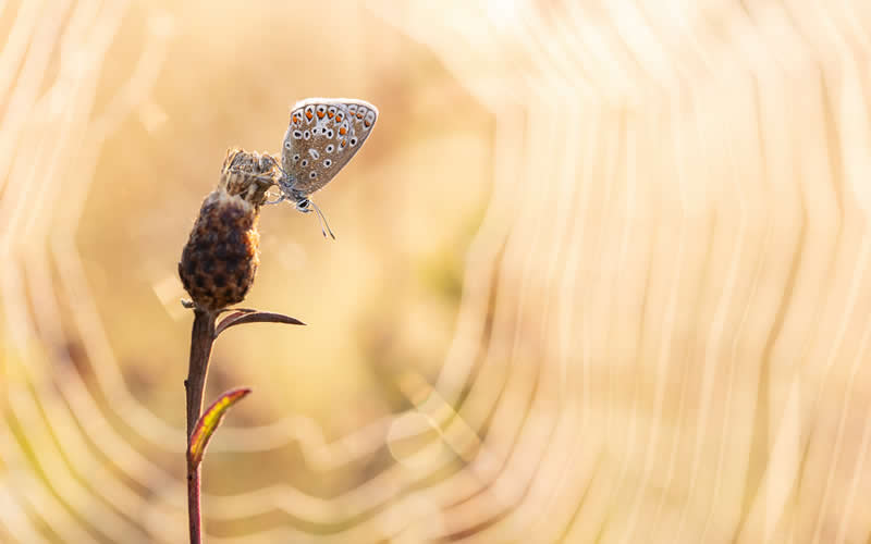 Wildlife in the Garden: 18 Award-Winning Photos from the Garden Photographer of the Year 31 Highly Commended: "Precarious" by Matthew Smith - Garden Photographer of the Year Wildlife Winners