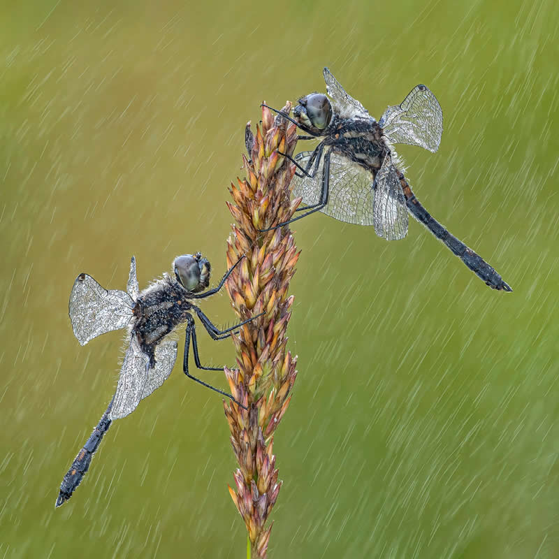 Wildlife in the Garden: 18 Award-Winning Photos from the Garden Photographer of the Year 32 Highly Commended: "Black Darters" by Tony North - Garden Photographer of the Year Wildlife Winners