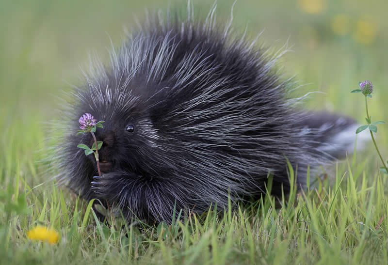 Wildlife in the Garden: 18 Award-Winning Photos from the Garden Photographer of the Year 33 Highly Commended: "Now You See Me!" by Darya Zelentsova - Garden Photographer of the Year Wildlife Winners