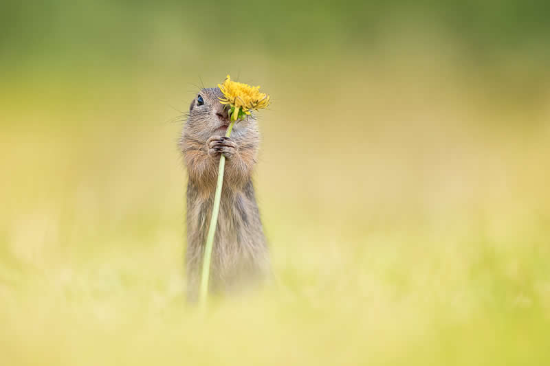 Wildlife in the Garden: 18 Award-Winning Photos from the Garden Photographer of the Year 34 Highly Commended: "Hide and Seek" by Henrik Spranz - Garden Photographer of the Year Wildlife Winners