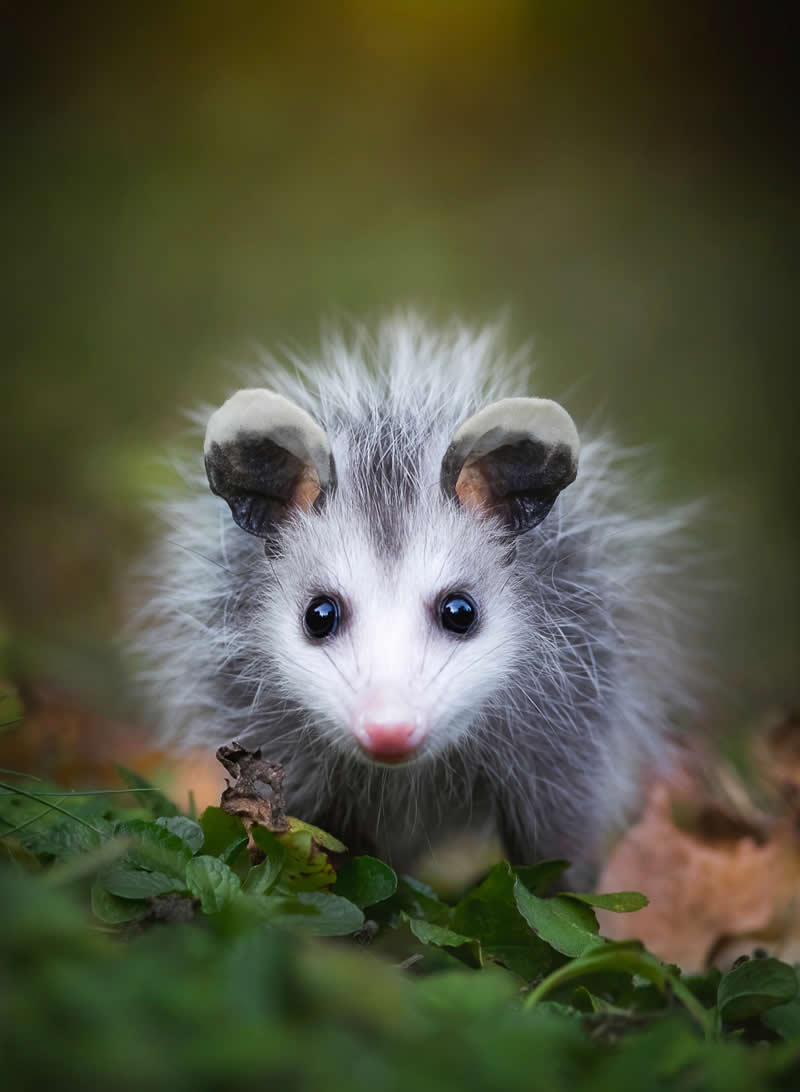 Wildlife in the Garden: 18 Award-Winning Photos from the Garden Photographer of the Year 36 Commended: "The Brave One" by Darya Zelentsova - Garden Photographer of the Year Wildlife Winners