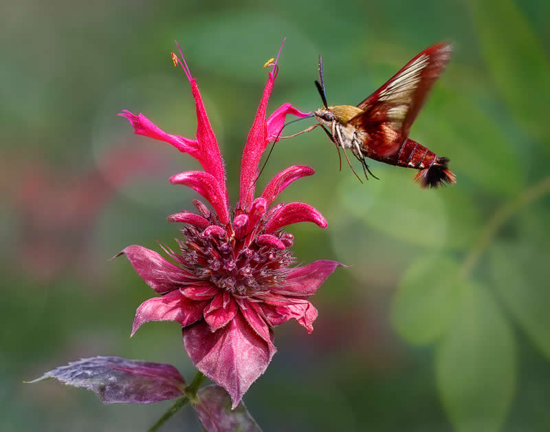Wildlife in the Garden: 18 Award-Winning Photos from the Garden Photographer of the Year 37 Commended: "Hummingbird Clearwing Moth" by Vicki Wert - Garden Photographer of the Year Wildlife Winners