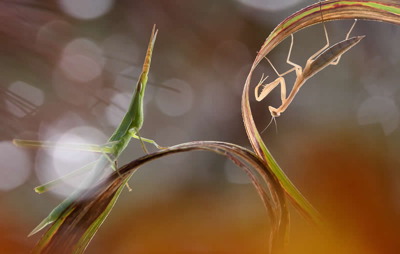 Wildlife in the Garden: 18 Award-Winning Photos from the Garden Photographer of the Year 38 Commended: "Yin and Yang" by Pepe Badia Marrero - Garden Photographer of the Year Wildlife Winners