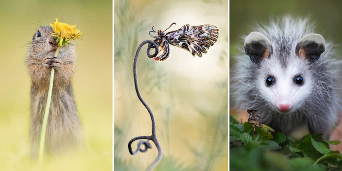 Wildlife in the Garden: 18 Award-Winning Photos from the Garden Photographer of the Year 19 Award-Winning Photos from the Garden Photographer of the Year