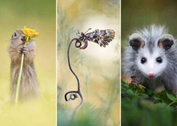Award-Winning Photos from the Garden Photographer of the Year