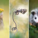 Award-Winning Photos from the Garden Photographer of the Year