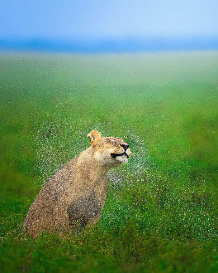 Lioness shaking water droplets off her body in a green field, captured mid-motion with droplets forming a halo around her head.