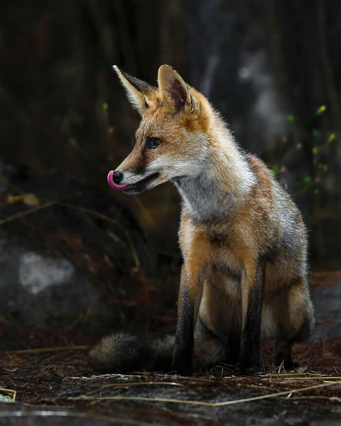A fox sitting in a forest setting, captured with its tongue slightly out, against a dark blurred background that emphasizes its fur and expression.