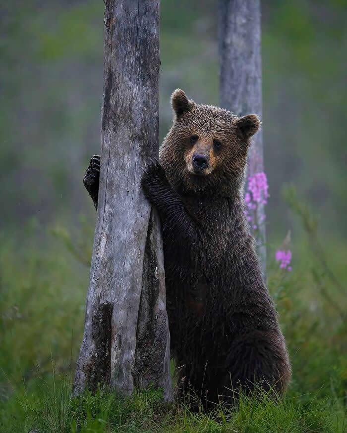 A brown bear standing upright, holding onto a tree trunk in a green forest setting with soft blurred background.