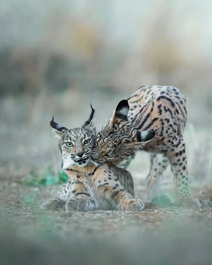 Two lynxes in a natural setting, one grooming the other while the front lynx looks toward the camera, with a soft blurred background.