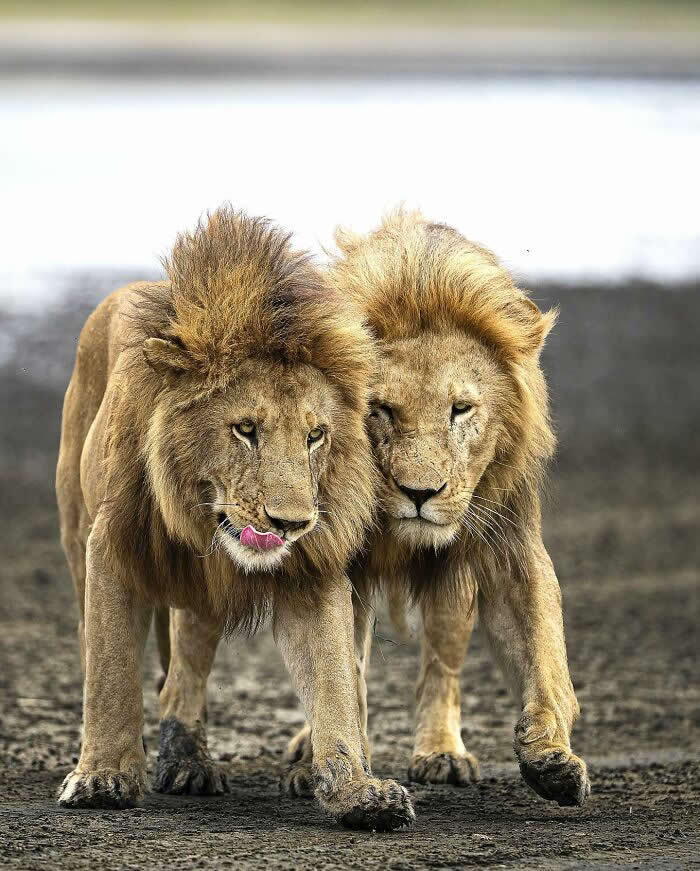 Two male lions walking side by side on dry ground, captured from a low angle with sharp detail and a blurred background.