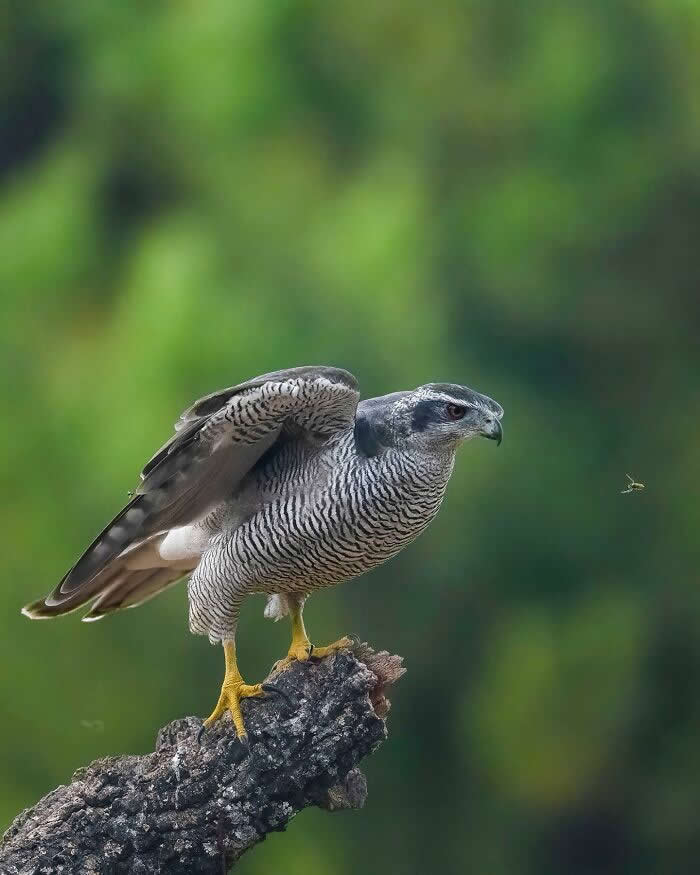 A hawk perched on a branch, focused on a small insect flying nearby, with a blurred green background highlighting the bird’s sharp gaze and posture.
