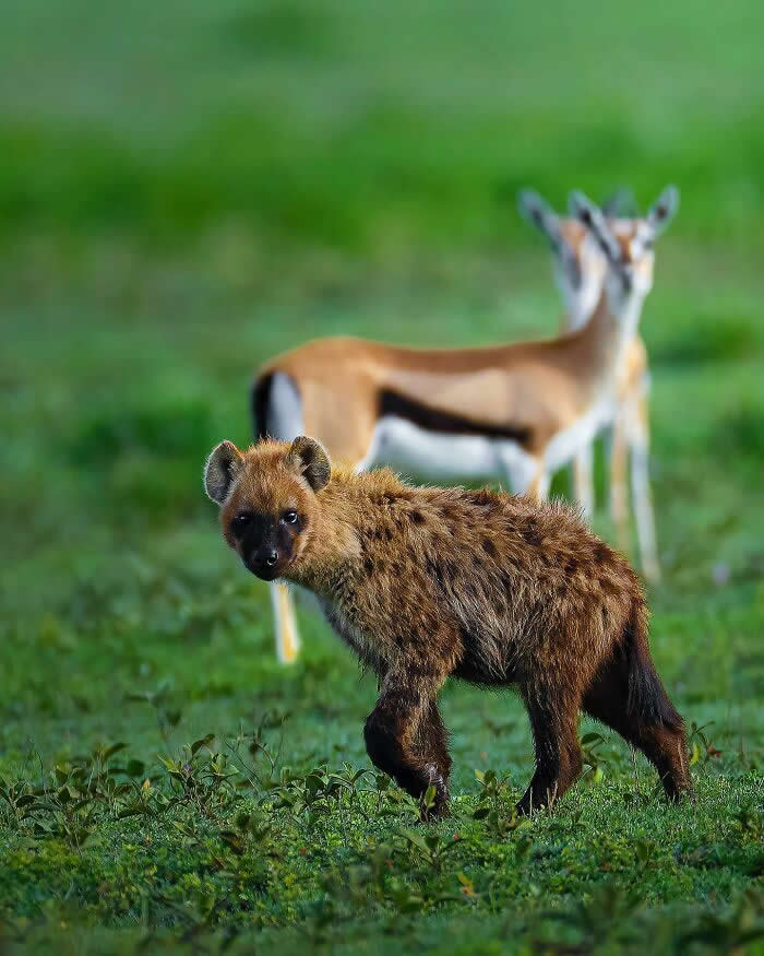 A young hyena standing in green grass in sharp focus, with two antelopes blurred in the background, creating a layered wildlife scene.
