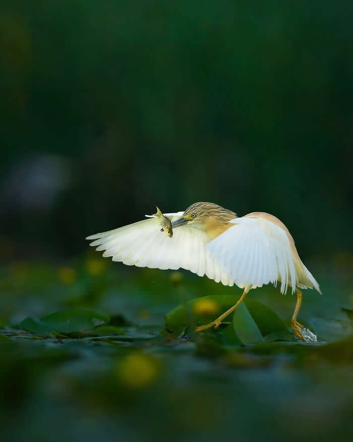 A white bird with wings spread wide, holding a small fish in its beak while walking across water surrounded by soft green background.