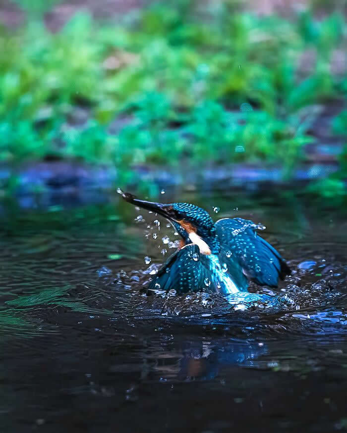 A kingfisher emerging from water with wings partially open, surrounded by splashing droplets, captured in sharp detail against a blurred green background.