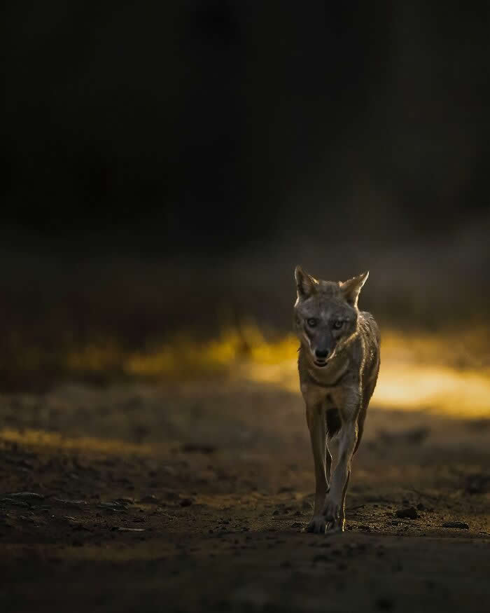 A jackal walking toward the camera on a dirt path, partially lit by warm light, surrounded by dark shadows creating a dramatic wildlife scene.