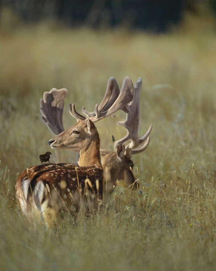 A deer standing in tall grass with a small bird perched on its back, captured in soft natural light with a blurred background.
