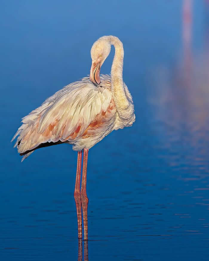 A flamingo standing in calm blue water, preening its feathers, with a clean minimal background and soft natural light highlighting its form.