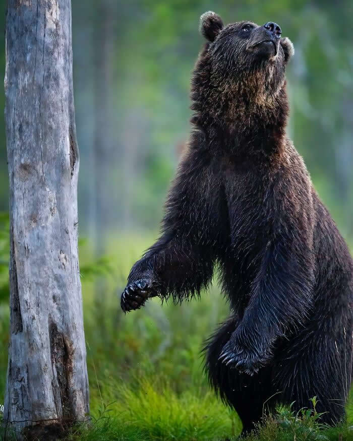 A bear standing upright next to a tree in a forest, looking upward, captured with a soft blurred green background and detailed fur texture.
