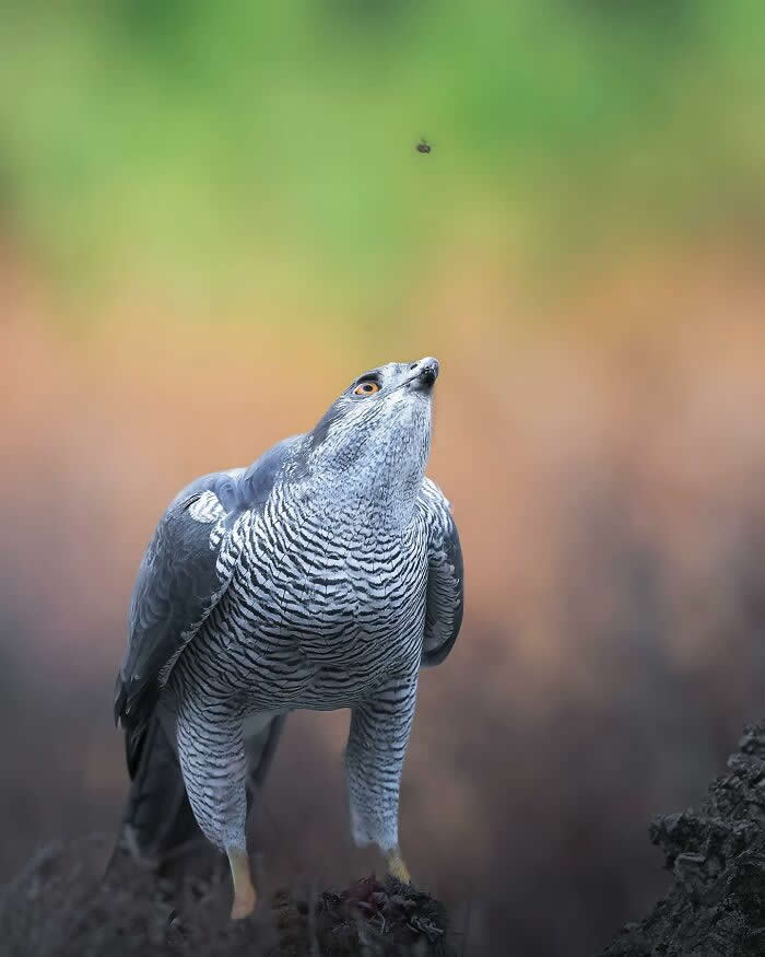 A hawk standing on the ground looking upward at a small insect in the air, with a softly blurred green and brown background.