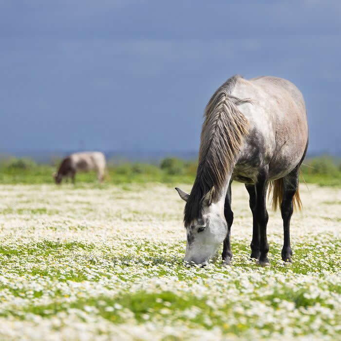 A horse grazing in a field covered with small white flowers, with another horse blurred in the background under a soft blue sky.