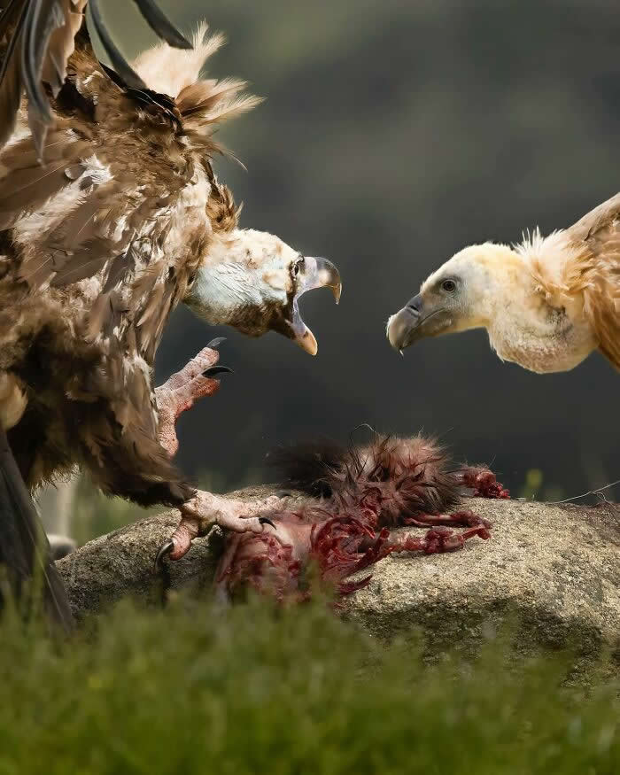 Two vultures face each other over a carcass on a rock, one with wings raised and beak open, captured in sharp detail against a softly blurred natural background.