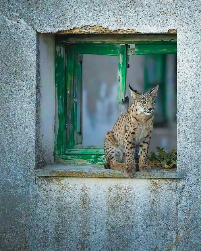 A lynx sits inside a worn, green-framed window of an old building, looking outward, surrounded by textured concrete walls and soft natural light.