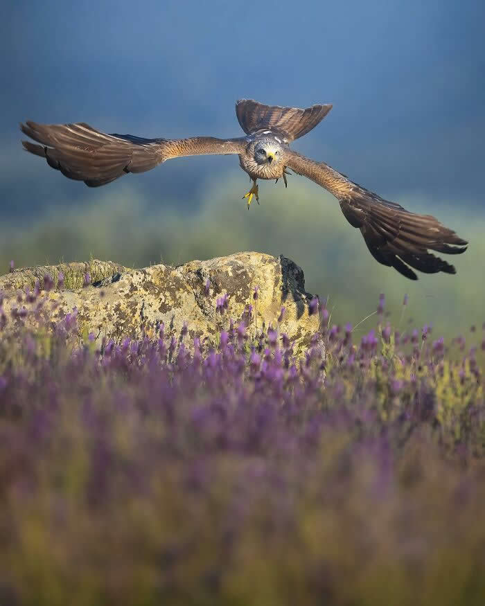 A bird of prey flies low with wings outstretched above a field of purple flowers, approaching a rock, captured against a softly blurred natural background.