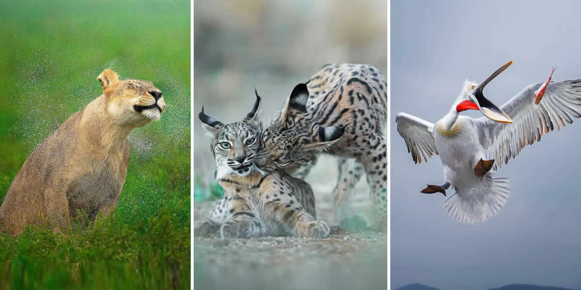 The Unfiltered Wildlife Photography of Ze Da Quinta