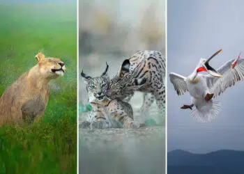 The Unfiltered Wildlife Photography of Ze Da Quinta