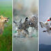 The Unfiltered Wildlife Photography of Ze Da Quinta