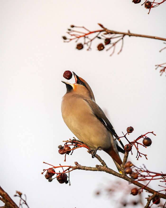 A waxwing bird perched on a branch tosses a berry into the air before catching it, surrounded by clusters of berries against a pale sky.