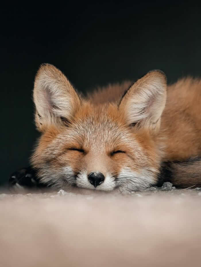 A close-up portrait of a sleeping red fox resting on snow with eyes closed, soft fur details visible against a dark background.