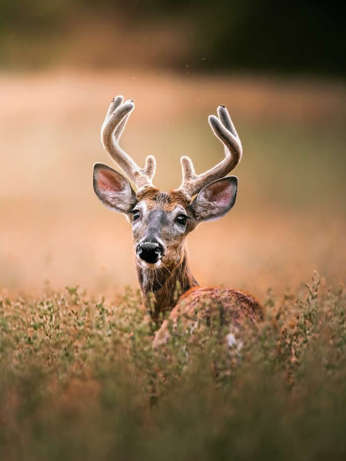 A young deer with velvet-covered antlers stands in tall grass, looking directly at the camera with a soft blurred field in the background.